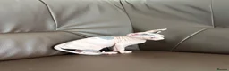 Sphynx cats for sale: sphynx kittens for sale - Advert 12