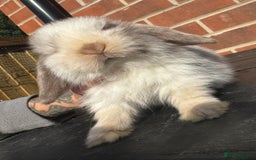 Mini Lop rabbits for sale: Mini Lops Small Well Handled  - Image 7