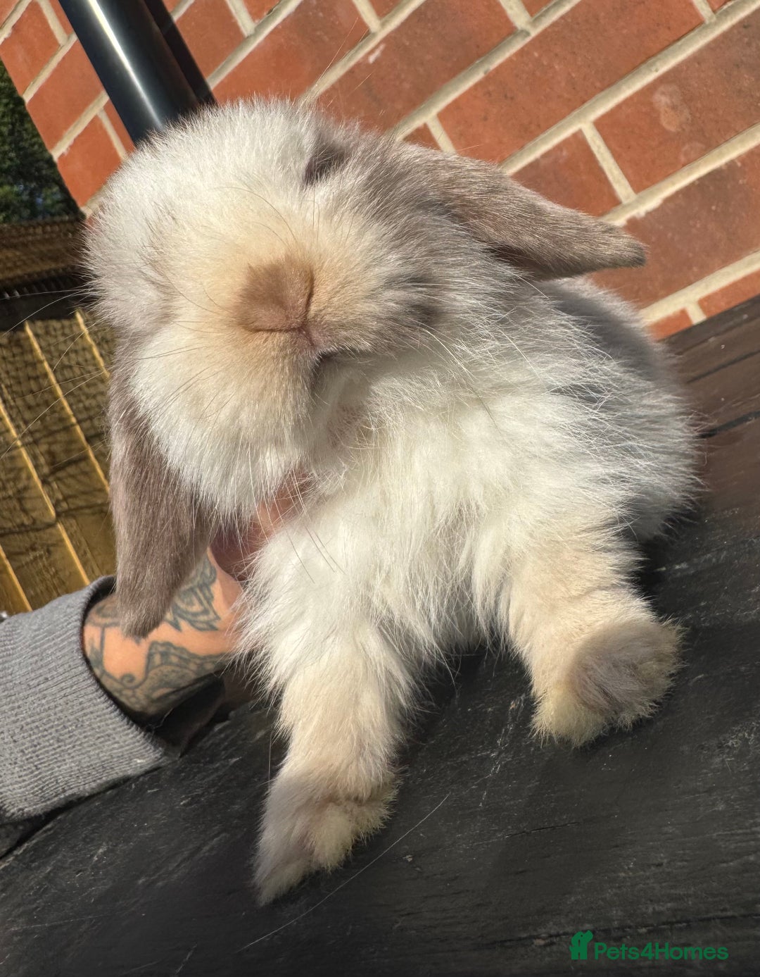 Mini Lop rabbits for sale: Mini Lops Small Well Handled  - Image 7