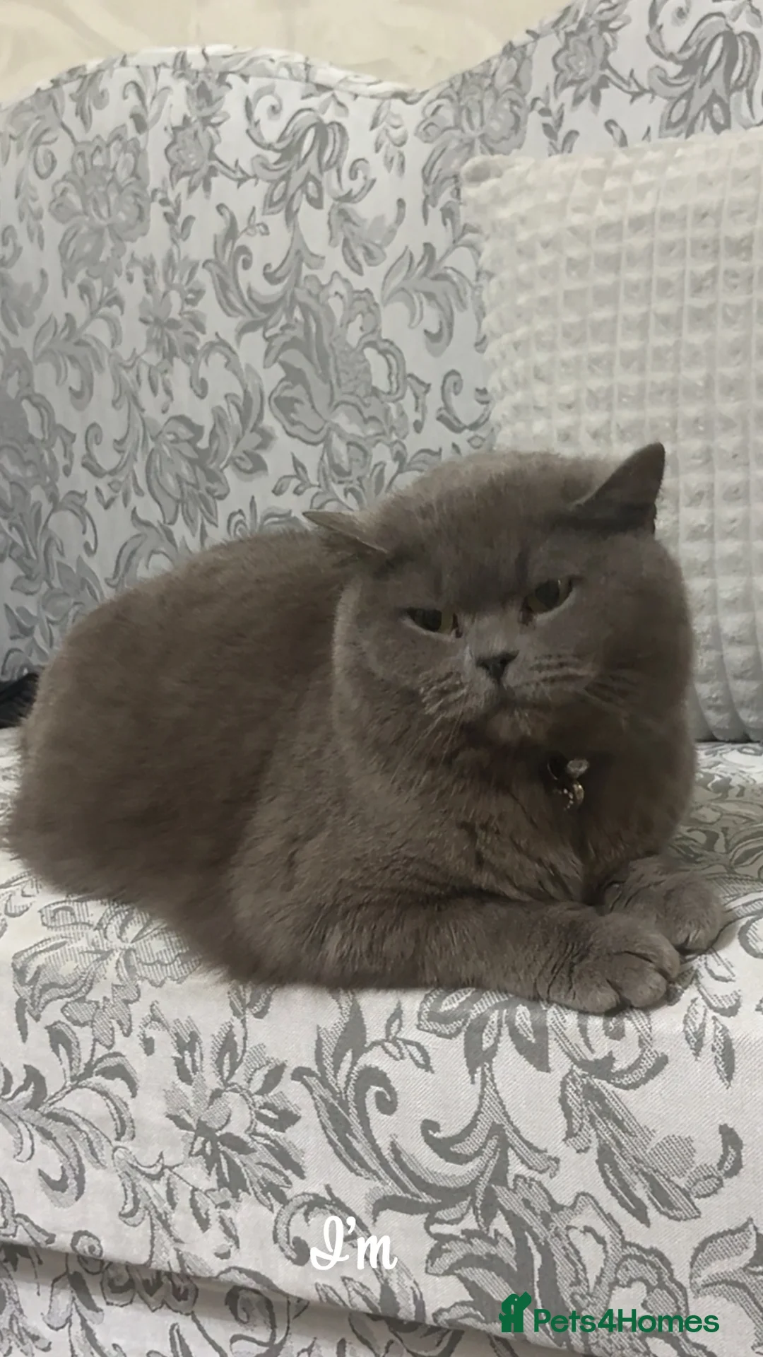 British Shorthair cats for sale: 3 year old British short hair  - Advert 1