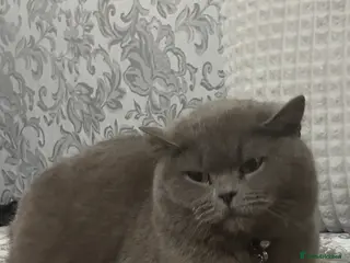 British Shorthair cats 3 year old British short hair - Advert 1