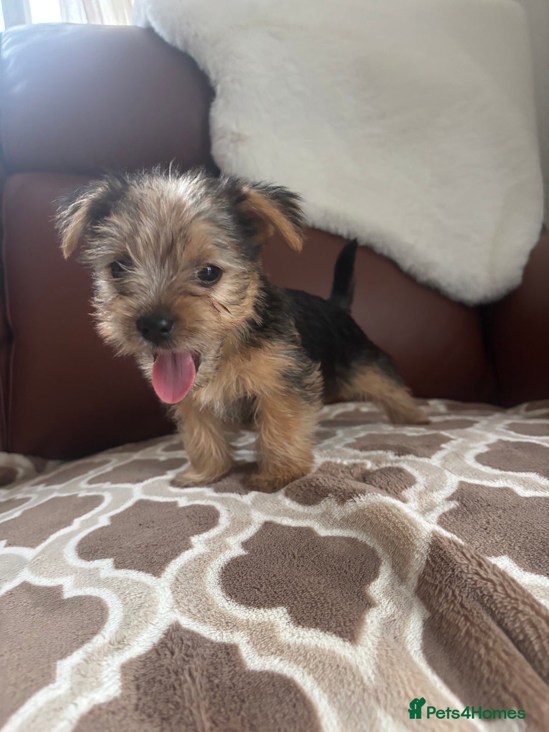 Mixed Breed dogs for sale: Yorkshire terrier/Jack Russell - Image 33