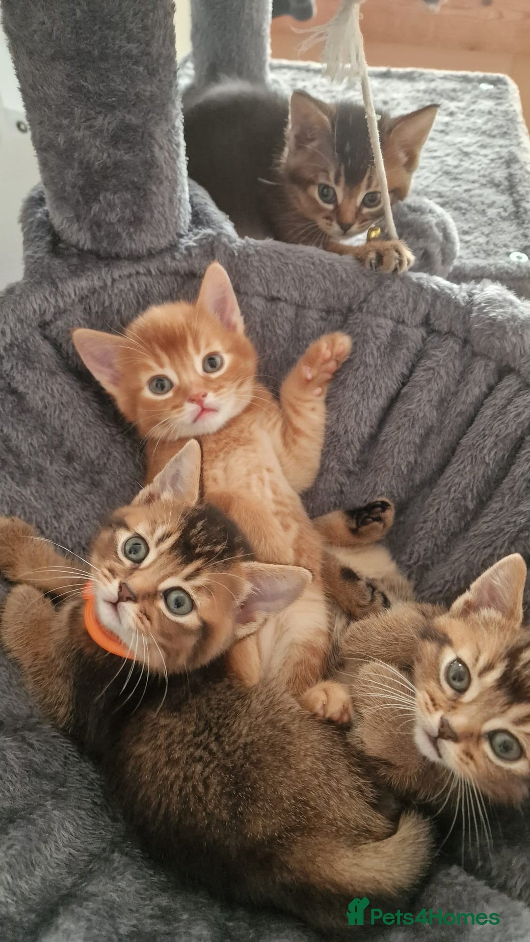 Abyssinian cats for sale: Abyssinian Cross British Blue - Advert 4