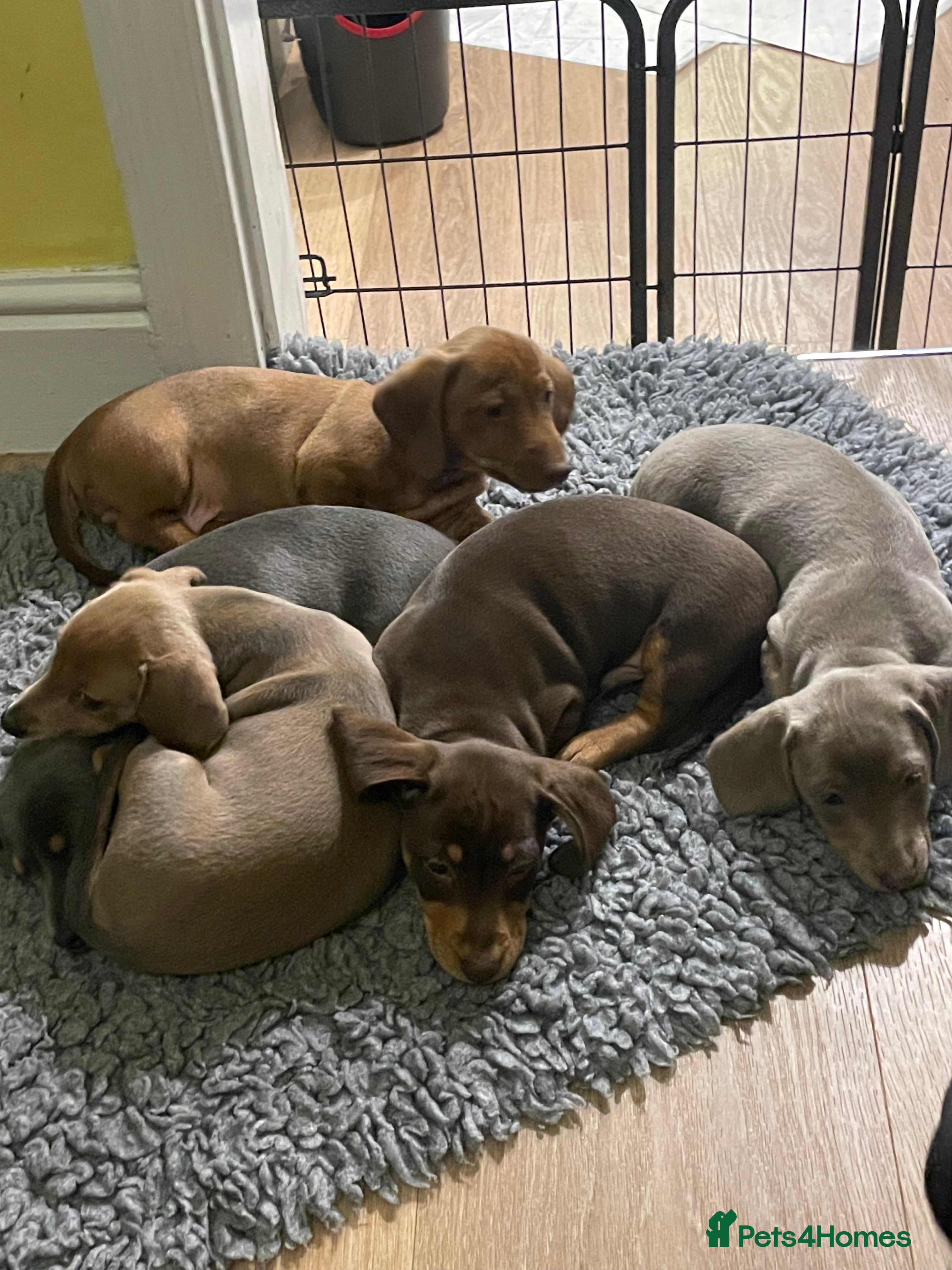 Miniature Dachshund dogs Miniature Dachshund Puppies Ready Now - Advert 16