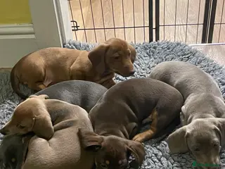 Miniature Dachshund dogs Miniature Dachshund Puppies Ready Now - Advert 16