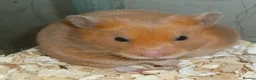Hamster rodents for sale: Two hamsters for sale full set up  - Advert 3