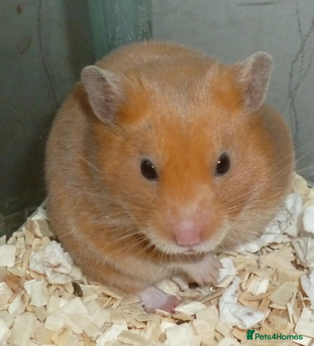 Hamster rodents for sale: Two hamsters for sale full set up  - Advert 3