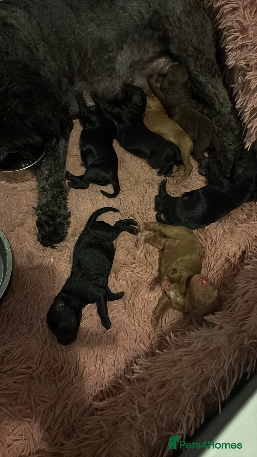 Cockapoo dogs for sale: 🐾Beautiful F2 Cockapoo puppies 🐾 - Image 2