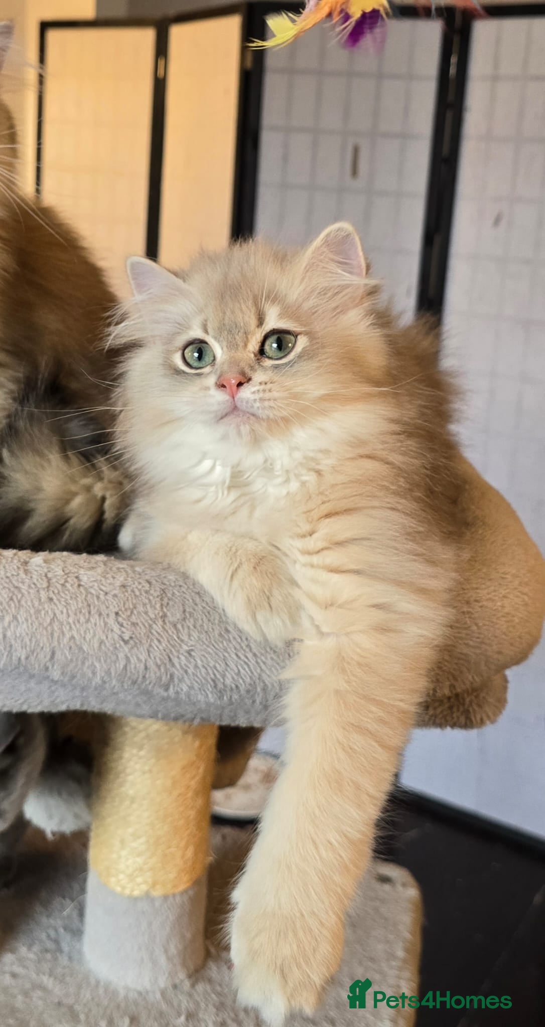 British Longhair cats Stunning British Longhair Kittens–TICA Registered - Advert 2