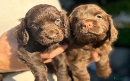 Cocker Spaniel dogs for sale: Beautiful litter of cocker spaniels for sale  - Image 6