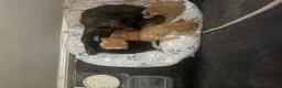 Mixed Breed cats for sale: 2 ginger kittens and 1 back - Advert 2