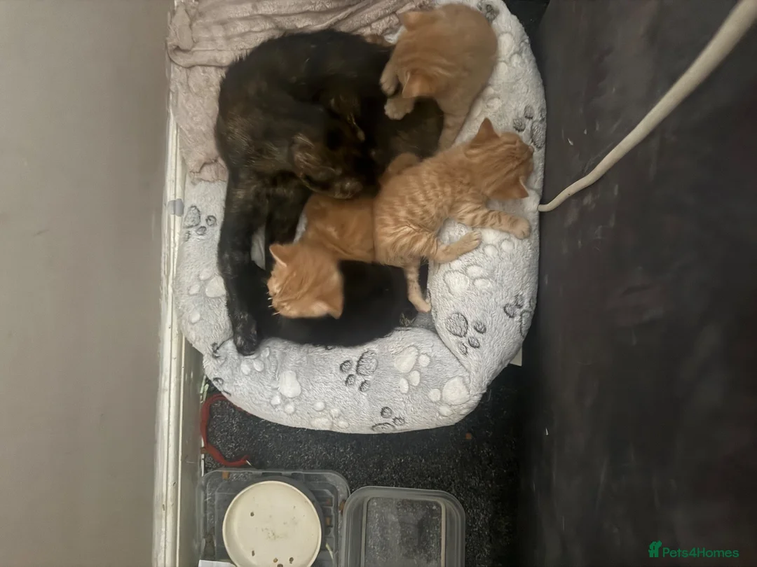 Mixed Breed cats for sale: 2 ginger kittens and 1 back - Advert 2