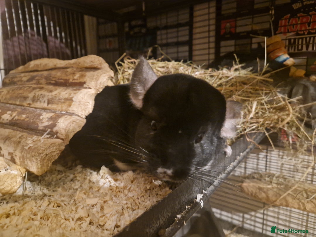 Chinchilla rodents for sale: 2 female chinchillas - Advert 1