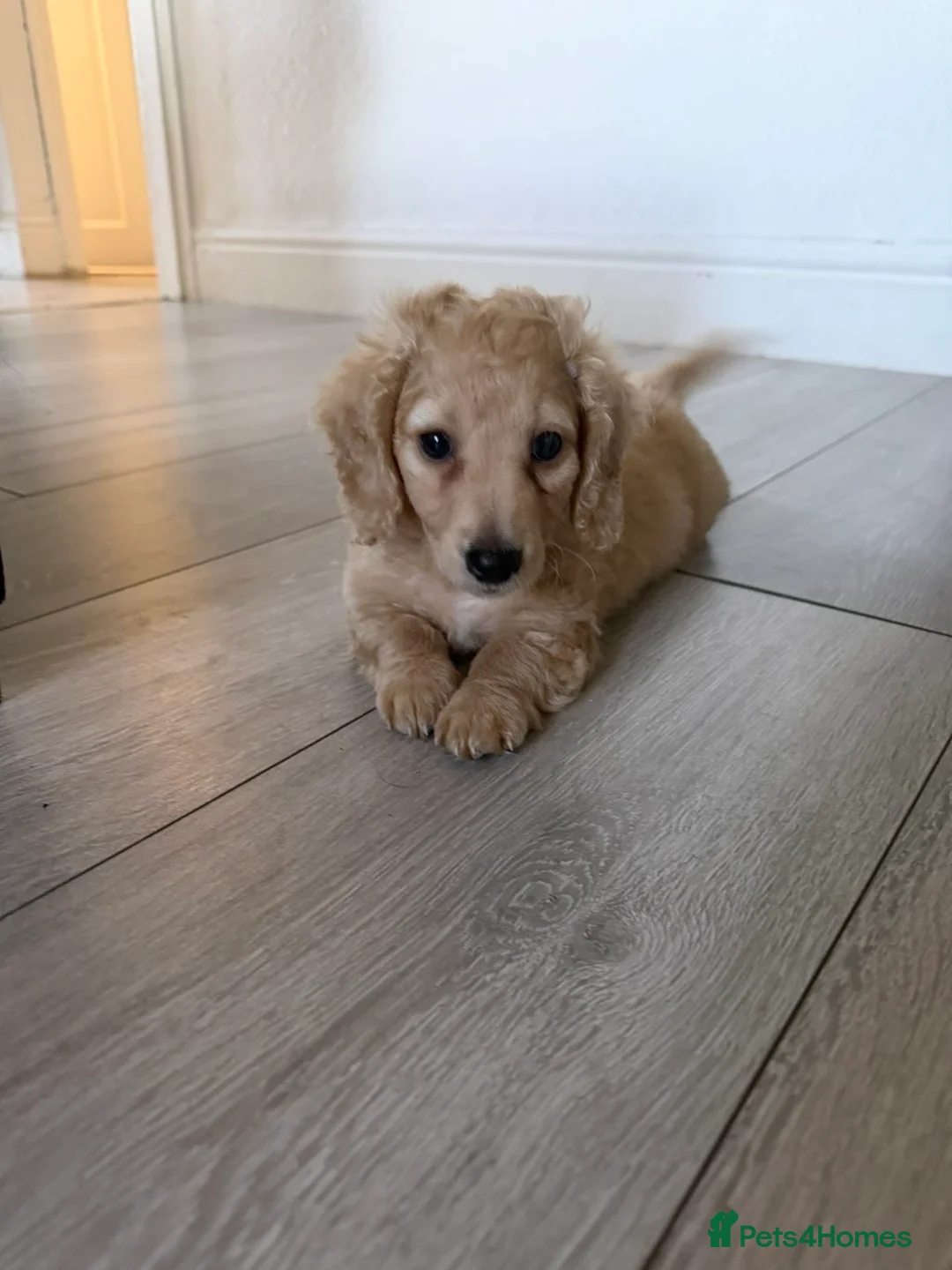 Dachshund dogs for sale: Miniature dachshund puppy cream long haired - Advert 4