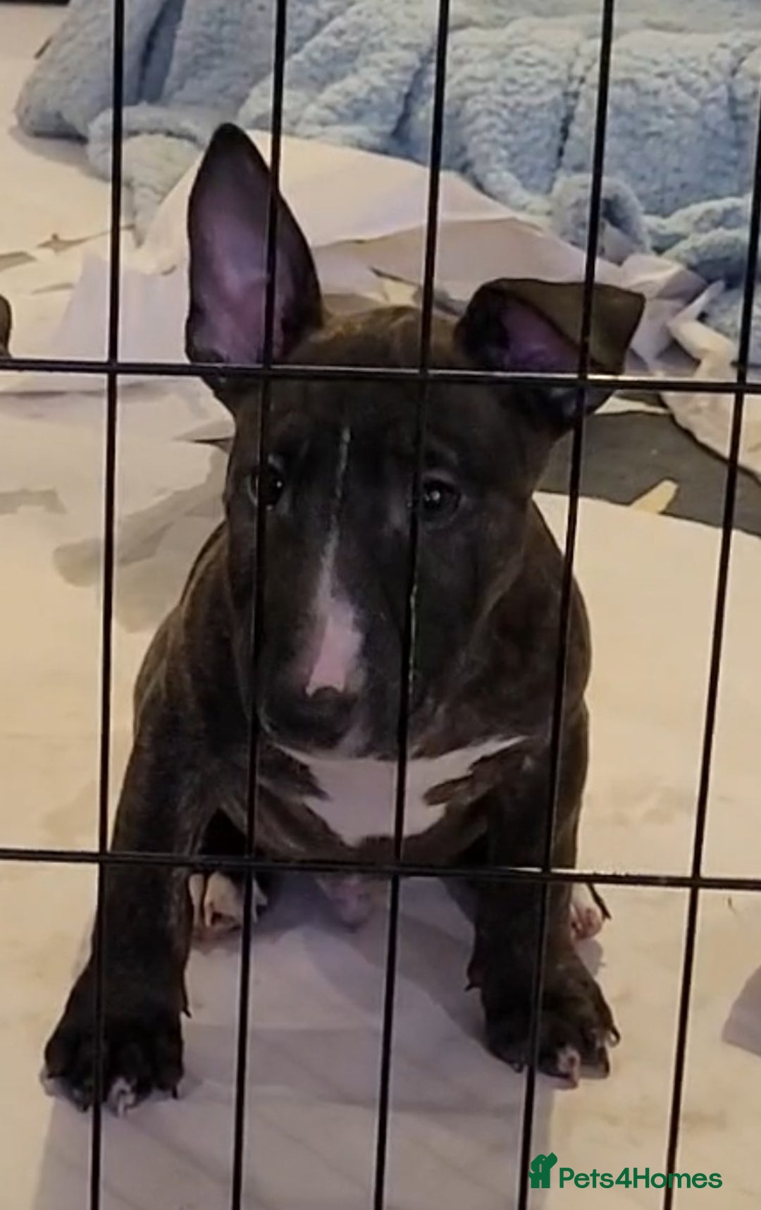 English Bull Terrier dogs for sale: ENGLISH BULL TERRIER,LITTER DUE 8TH OCTOBER  - Advert 26