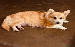 Welsh Corgi Pembroke dogs for sale: 2 Tri/KC girls from health tested parents - Image 7