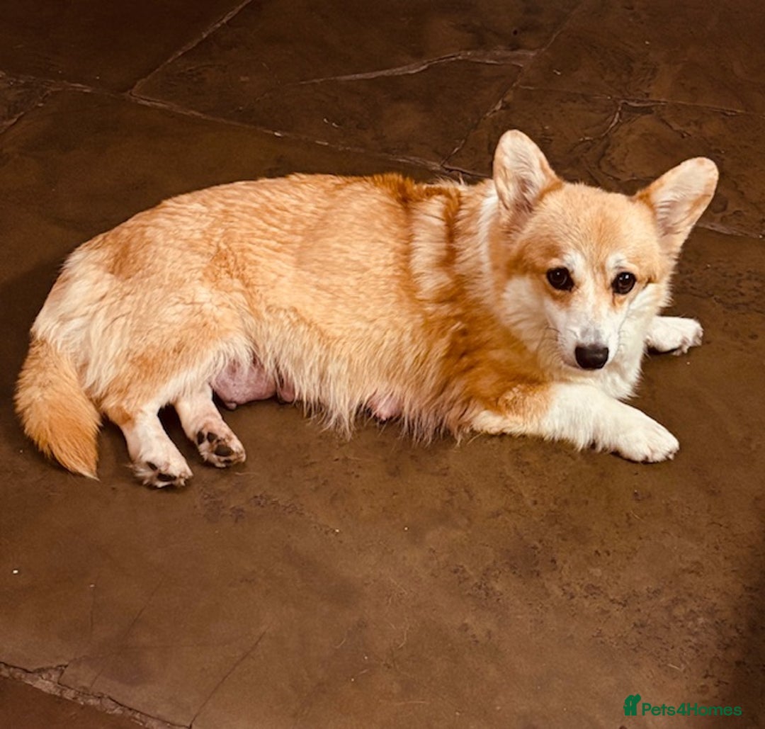 Welsh Corgi Pembroke dogs for sale: 2 Tri/KC girls from health tested parents - Image 7