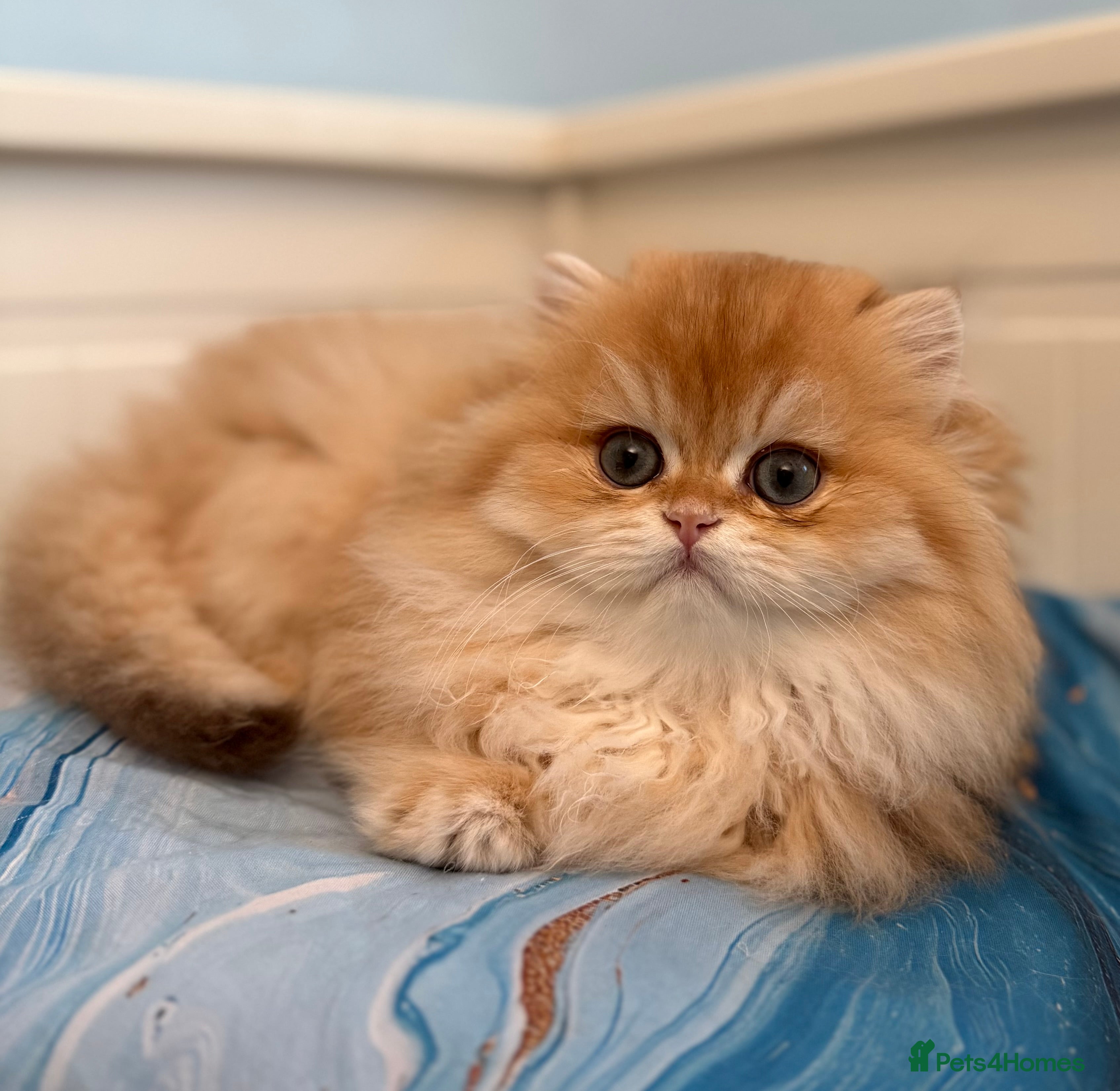 British Longhair cats ✨ Exquisite Golden Longhair Kitten ✨ - Advert 11