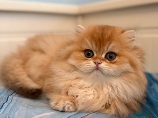 British Longhair cats ✨ Exquisite Golden Longhair Kitten ✨ - Advert 1