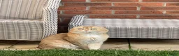 Scottish Fold cats for sale: LOVELY PUREBRED SCOTTISH FOLD GOLDEN KITTENS  - Advert 2