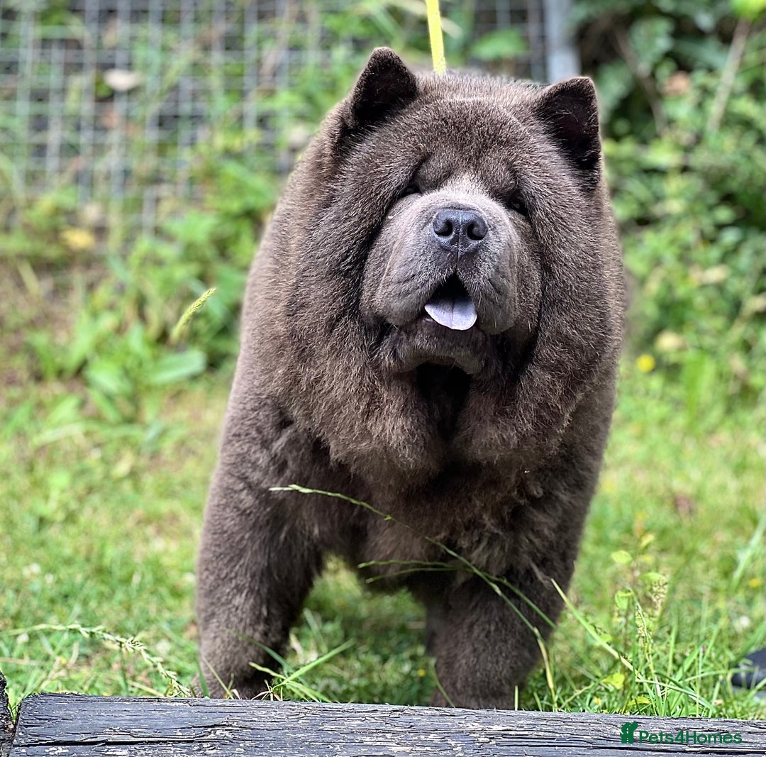 Chow Chow dogs for sale: chow chow Russian Pedigree Stud - Image 4