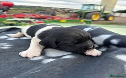 English Springer Spaniel dogs for sale: Gorgeous marked English Springer Spaniel pups  - Image 31
