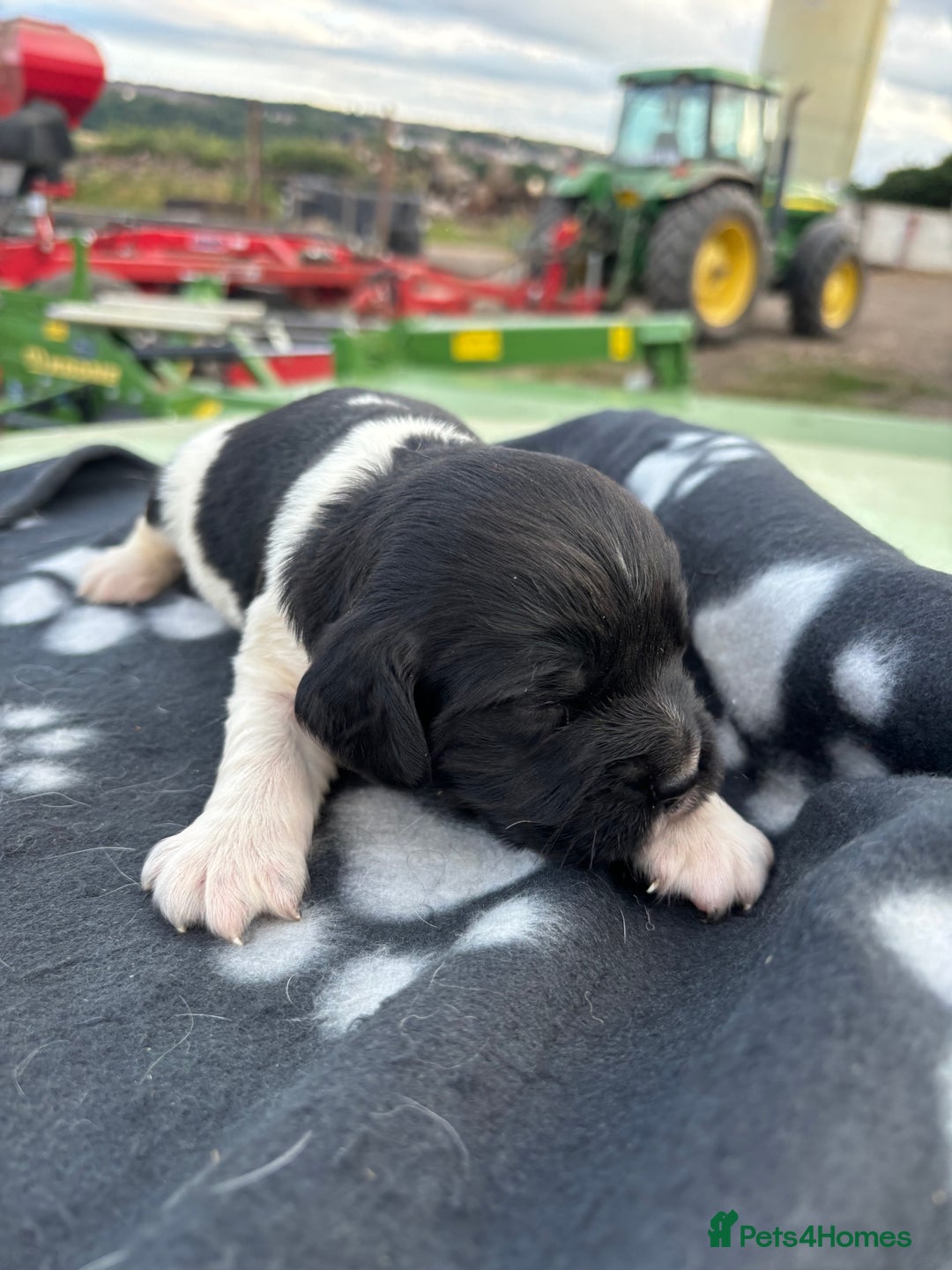 English Springer Spaniel dogs for sale: Gorgeous marked English Springer Spaniel pups  - Image 31
