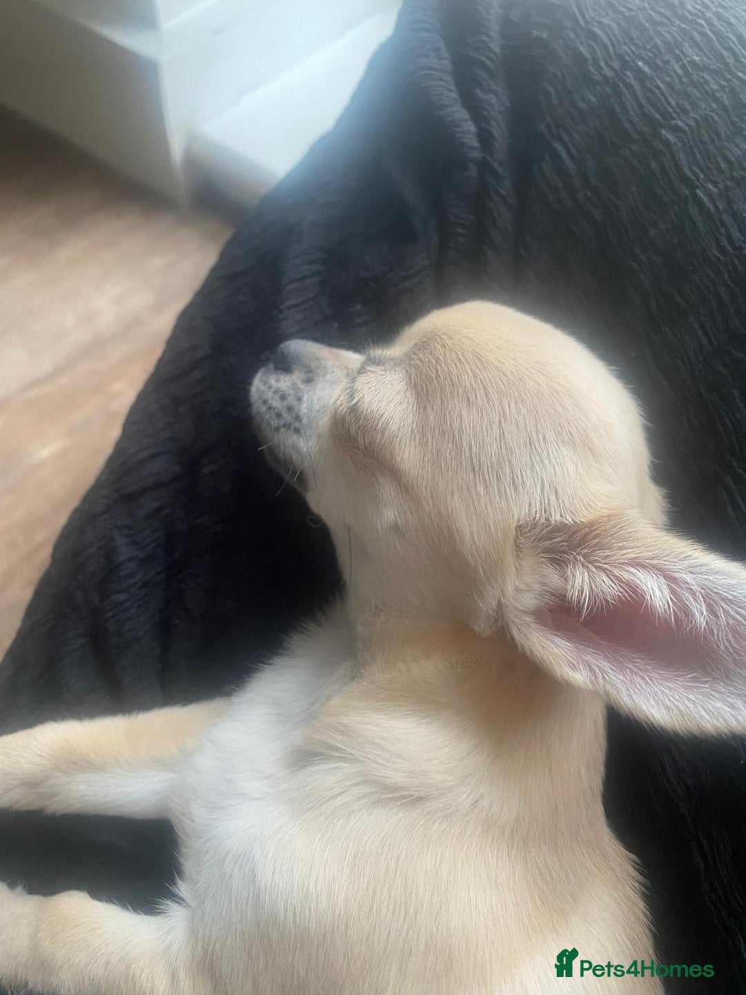 Chihuahua dogs for sale: Tiny chihuahua boy - Image 3
