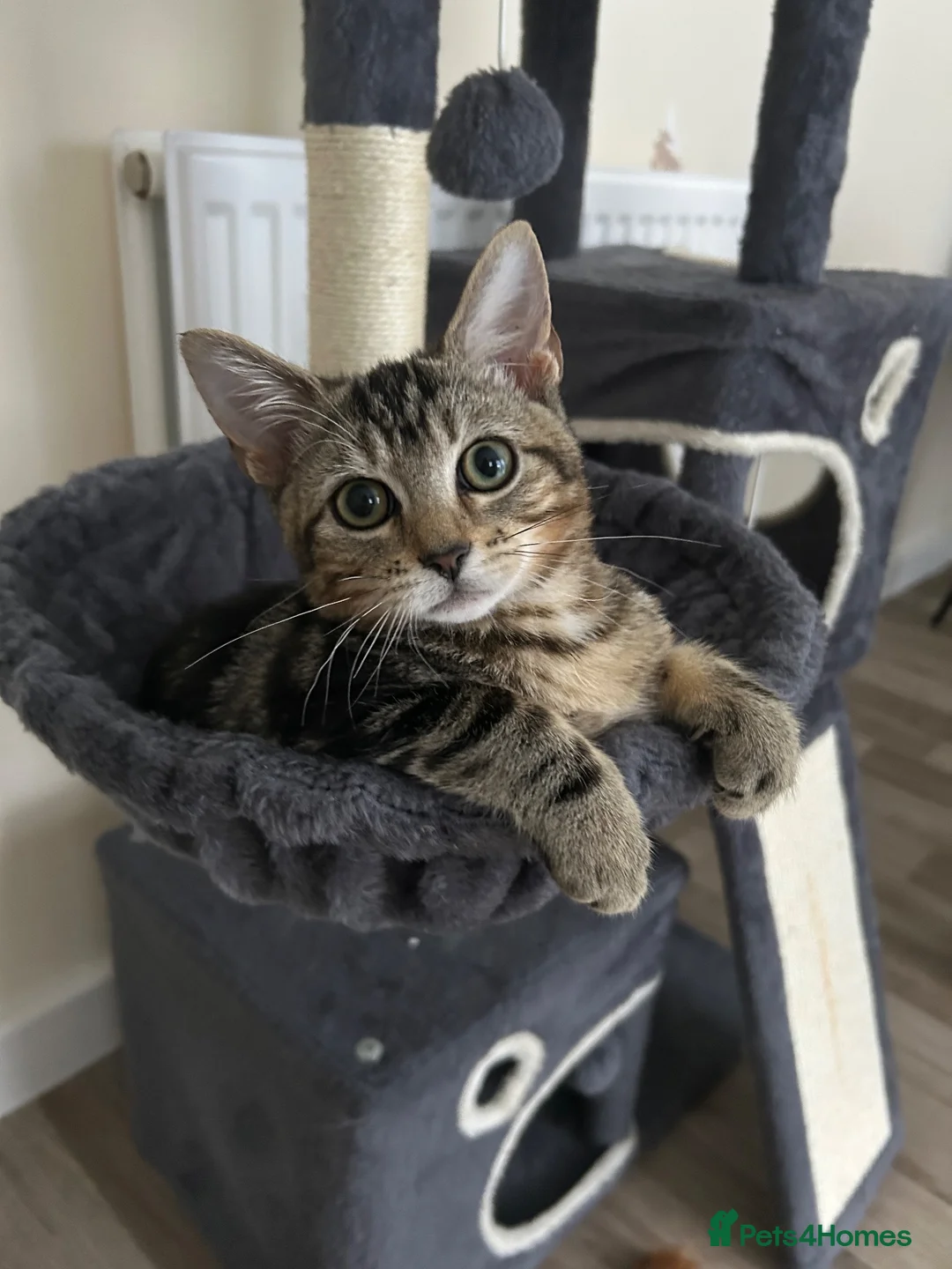 Mixed Breed cats for sale: Female kitten 3 months in Liverpool - Advert 2