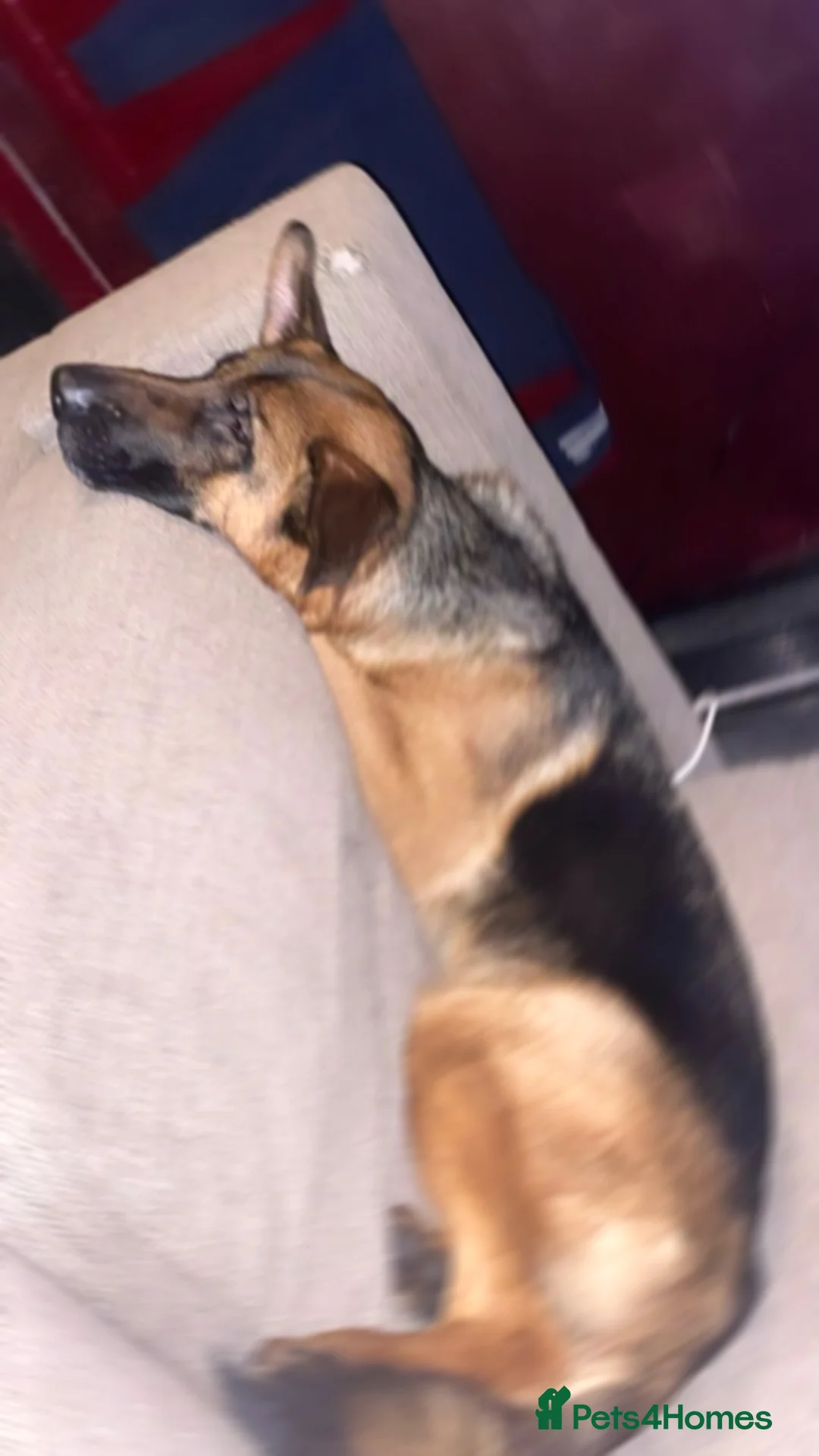 German Shepherd dogs for sale: HIGHprotection - performance ex police GSD  - Advert 16