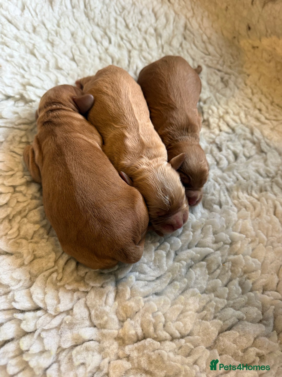 Cocker Spaniel dogs for sale: KC working cocker spaniels for sale  - Advert 9
