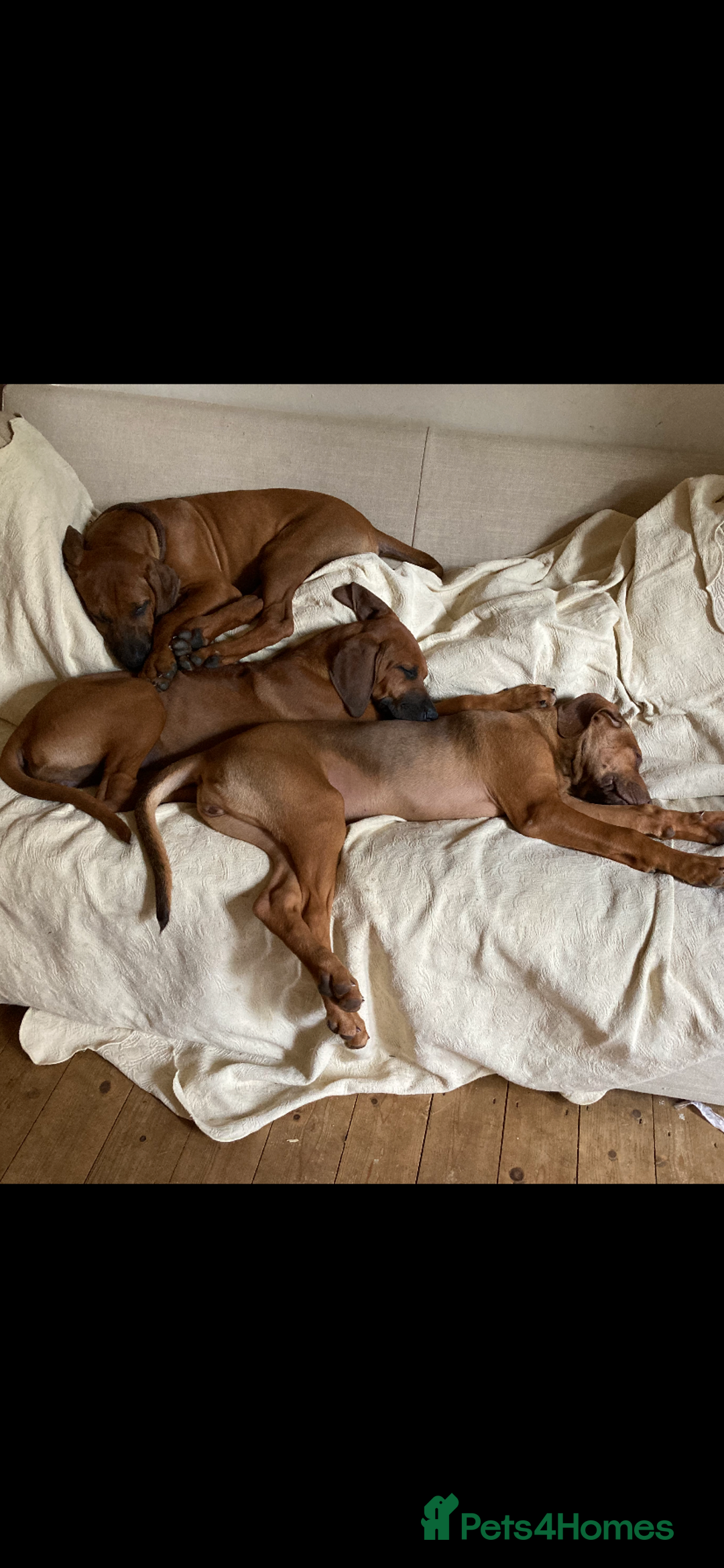 Rhodesian Ridgeback dogs for sale: LADYLIUWA KC REG. LITTER: LAST TWO PUPS FOR SALE in Grantham - Image 7