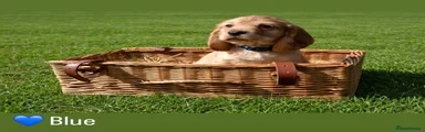 Blue - Cocker Spaniel