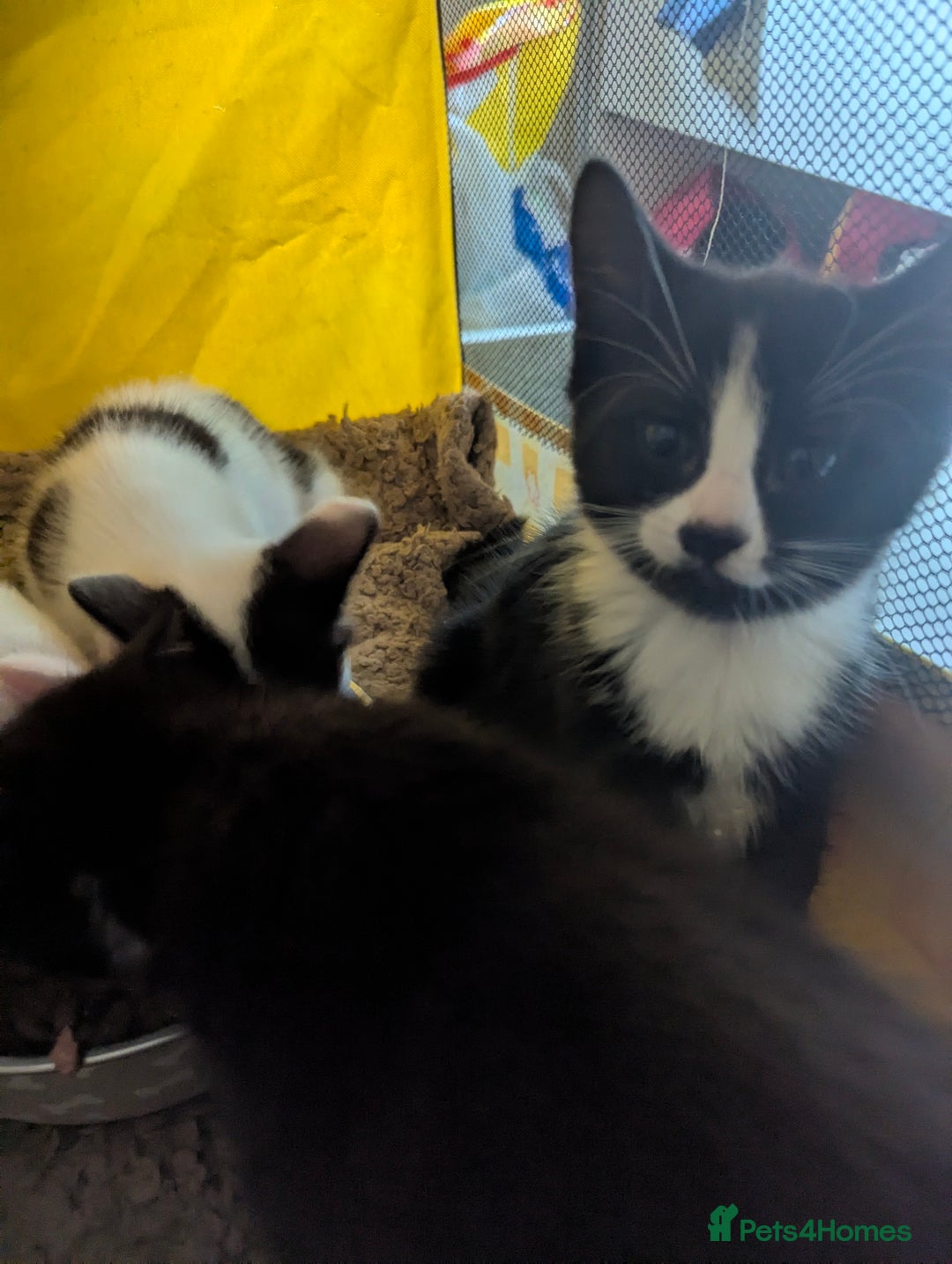 Domestic Shorthair cats for sale: Beautiful kittens ready for their forever home  - Image 6