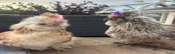 Chickens poultry for sale: 3 beautiful female silkies  - Advert 7