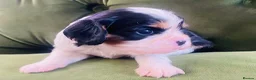 Cavalier King Charles Spaniel dogs for sale: KC Cavalier King Charles Puppies, All 4 Colours. - Advert 3