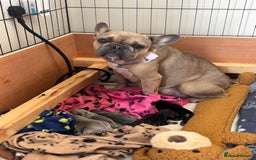 French Bulldog dogs for sale: 🐾 French Bulldog Puppies - Ready to go! 🐾 - Image 11