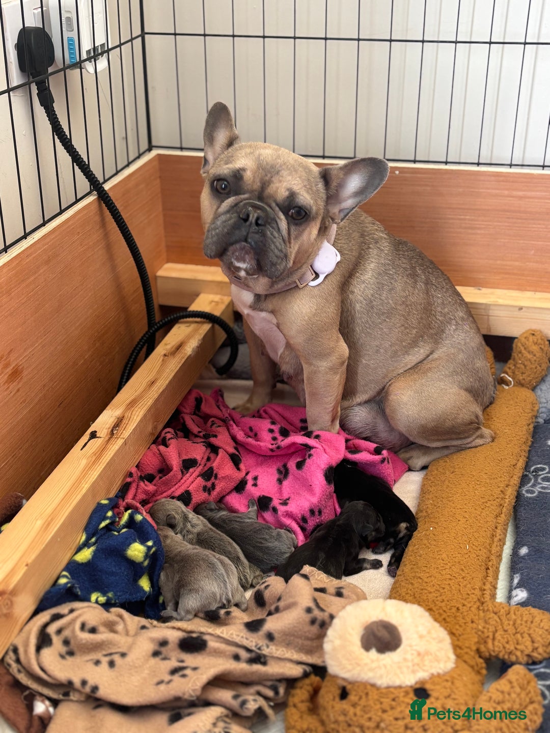 French Bulldog dogs for sale: 🐾 French Bulldog Puppies - Ready to go! 🐾 - Image 11