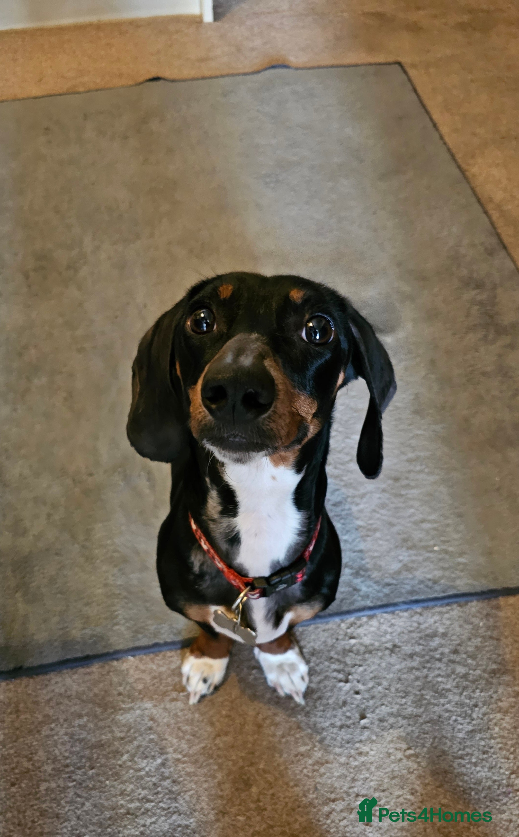 Dachshund dogs 2 and a half year old male dachshund  in Pershore - Advert 2