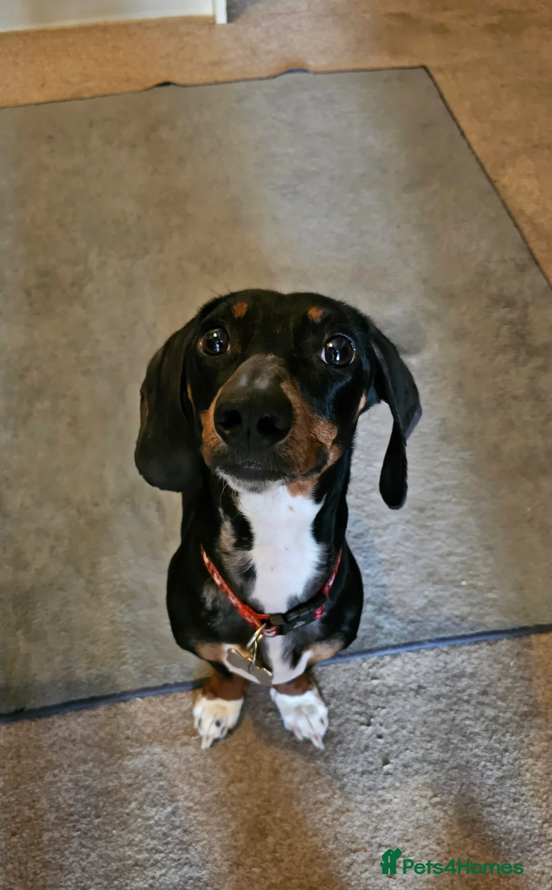 Dachshund dogs for sale: 2 and a half year old male dachshund  in Pershore - Advert 1