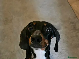 Dachshund dogs 2 and a half year old male dachshund in Pershore - Advert 4