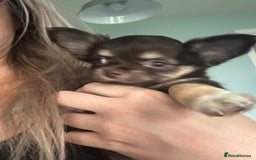 Chihuahua dogs for sale: READY TO GO TINY LONGHAIR CHIHUAHUA  - Image 1