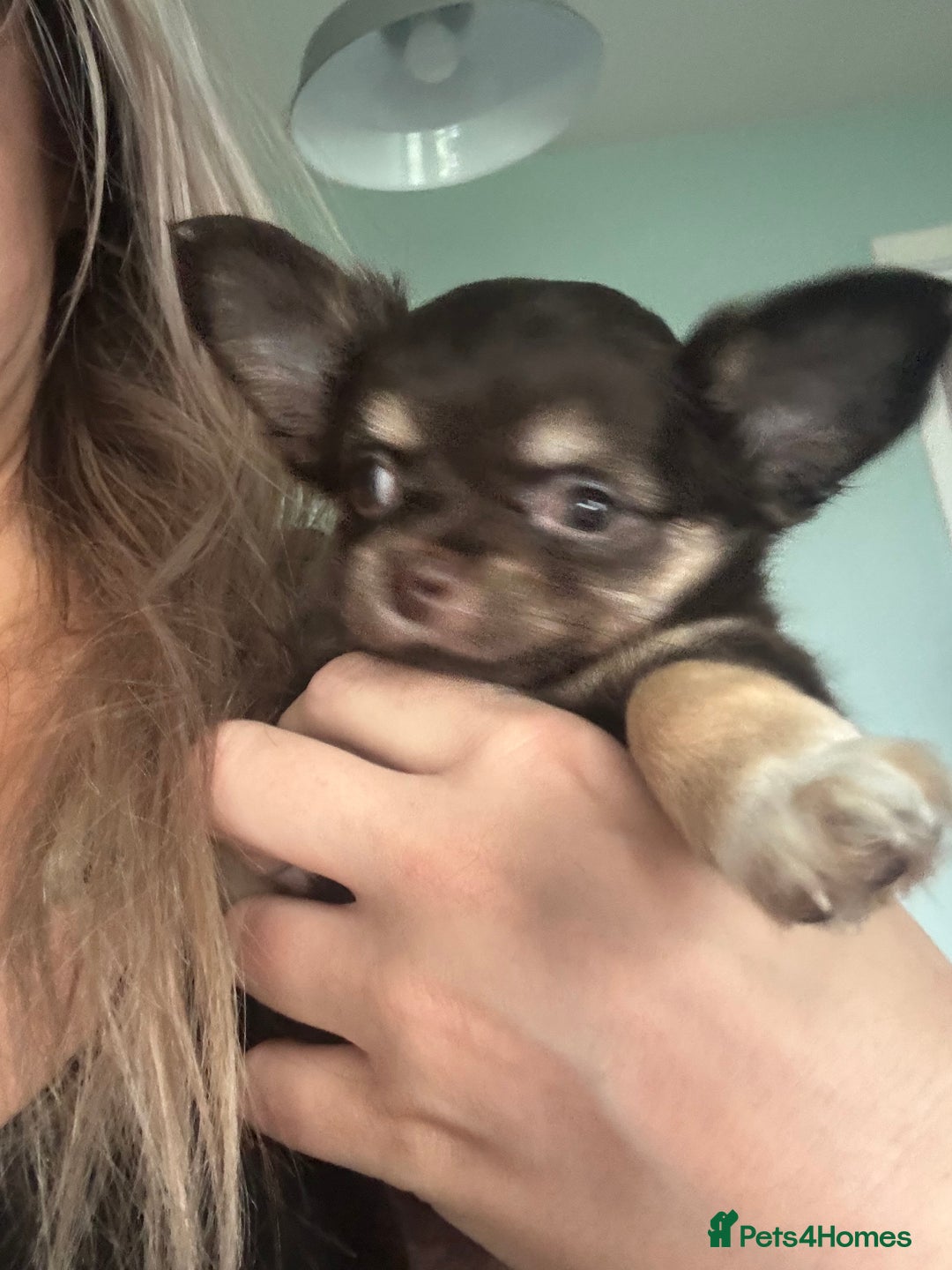 Chihuahua dogs for sale: READY TO GO TINY LONGHAIR CHIHUAHUA  - Image 1