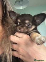 Chihuahua dogs - Advert 9