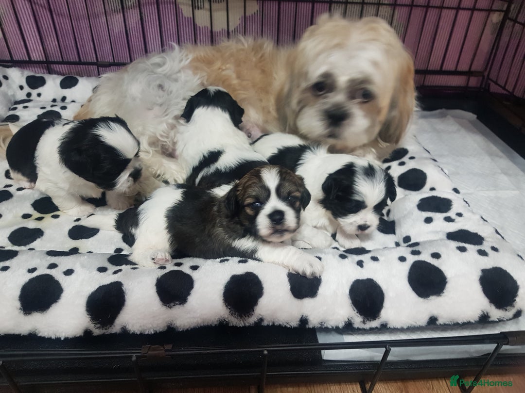 Shih Tzu dogs for sale: Shihtzu puppies  - Image 7