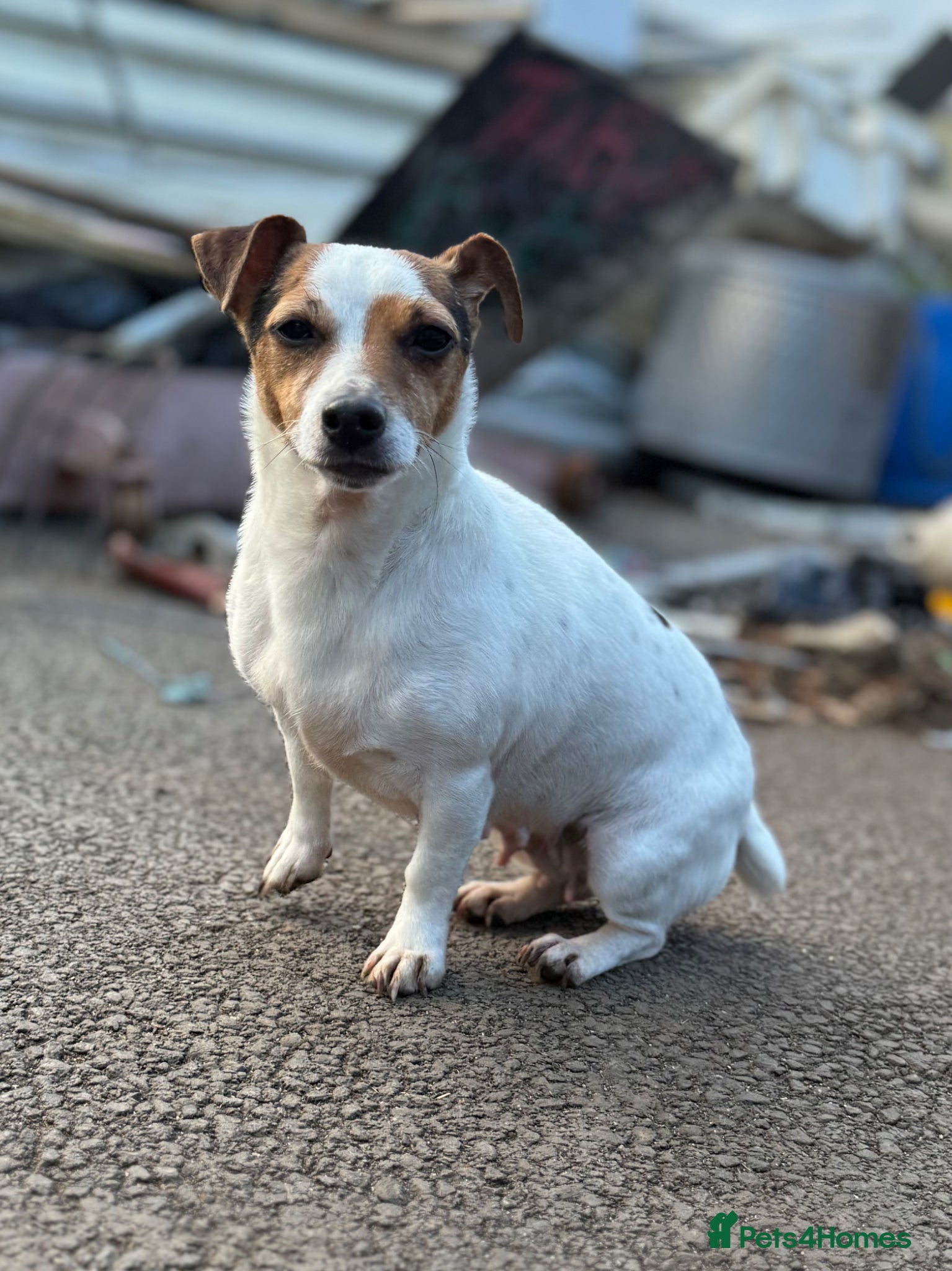 Jack Russell dogs for sale: ‘Naughty’ Jack Russell Pups  in Kilgetty - Advert 22