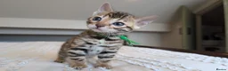 Bengal cats for sale: 🖤🩶🤍 BEAUTIFUL BENGAL KITTENS 🤍🩶🖤 - Advert 34