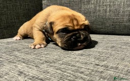 Boxer dogs for sale: Beautiful bob/tailed litter pure boxers  - Advert 31