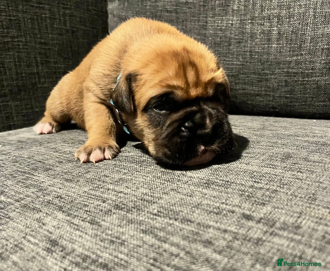 Boxer dogs for sale: Beautiful bob/tailed litter pure boxers  - Advert 31