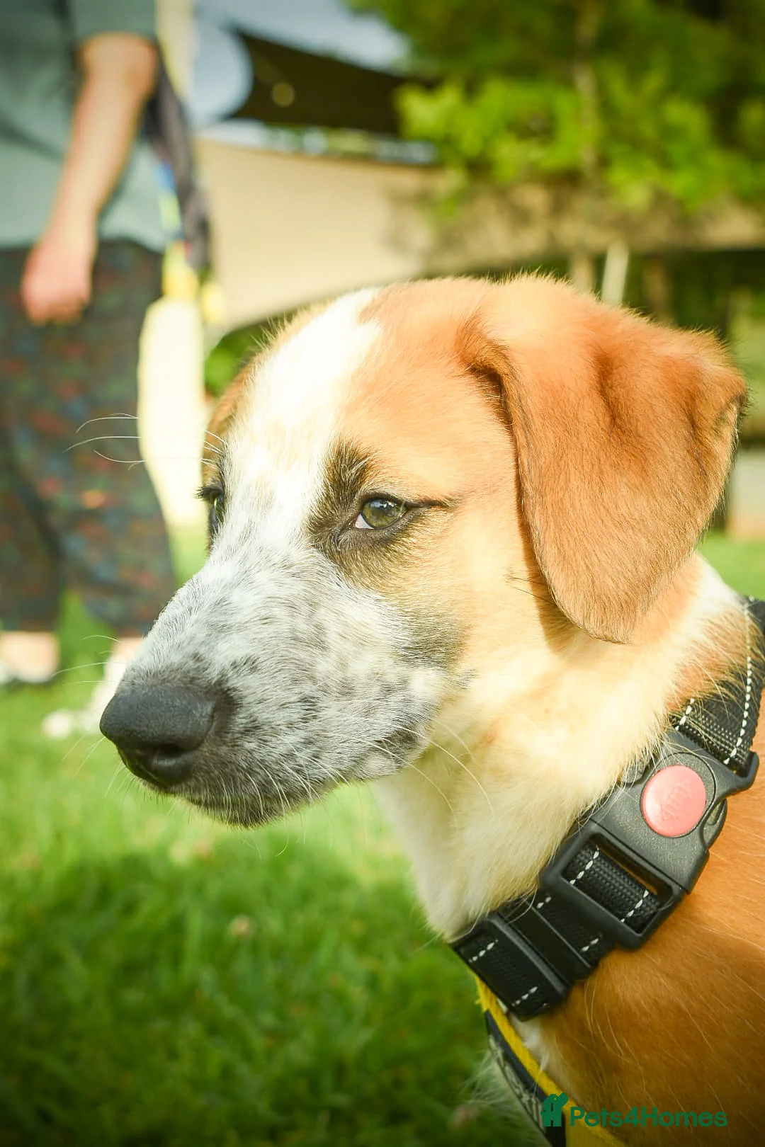 Mixed Breed dogs for adoption: Bentley - the cuddle monster - Advert 2